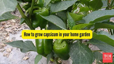 how-to-grow-capsicum-in-your-home-garden.jpg