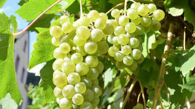 how-to-grow-grapes-at-home-expert-tips-for-sweet-and-luscious-fruit.jpg