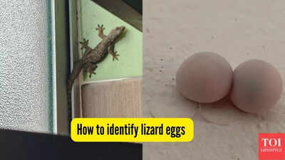 how-to-identify-lizard-eggs.jpg