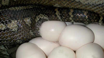 how-to-identify-snake-eggs-in-your-garden.jpg