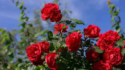 how-to-protect-your-rose-plants-in-winter-and-prevent-cold-weather-damage.jpg