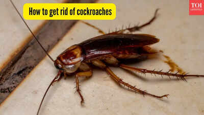 kitchen-cockroaches.jpg