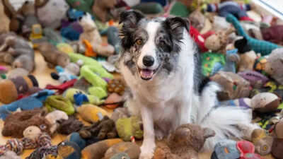 meet-harvey-britains-brightest-dog-who-recognises-221-toys-and-can-fetch-each-one-by-name.jpg