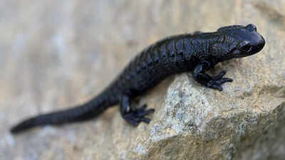 meet-the-alpine-salamander-natures-record-holder-for-longest-pregnancy-image-source-wikipedia.jpg