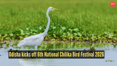 odisha-kicks-off-6th-national-chilika-bird-festival-2026.jpg