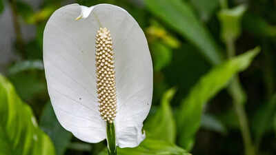 peace-lily-benefits-how-this-elegant-plant-cleans-air-and-calms-your-mind.jpg