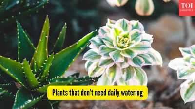 plants-that-dont-need-daily-watering.jpg