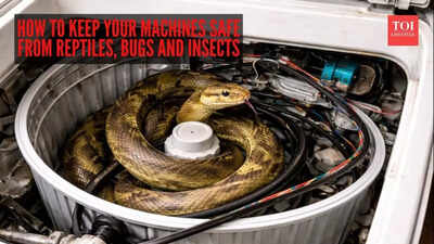 snake-inside-washing-machine.jpg