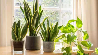 snake-plant-benefits-explained-why-this-low-maintenance-plant-is-so-popular.jpg