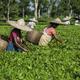 tea20plantation.jpg