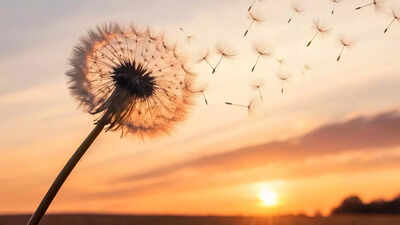 think-dandelions-are-pointless-health-benefits-of-dandelion-you-probably-didnt-know-about.jpg