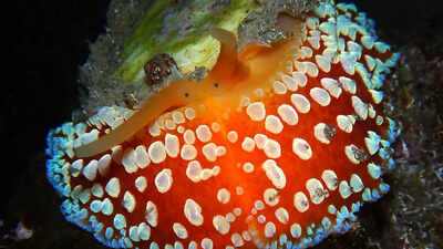 umbrella-slug-the-animal-that-holds-the-world-record-for-growing-the-most-teeth-image-source-wikiped.jpeg