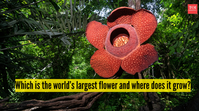 which-is-the-worlds-largest-flower-and-where-does-it-grow.jpg