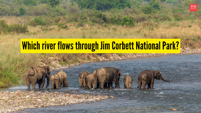 which-river-flows-through-jim-corbett-national-park.jpg