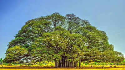 which-tree-is-known-as-the-king-of-trees-uncover-what-makes-it-a-symbol-of-strength-longevity-and-ec.jpeg
