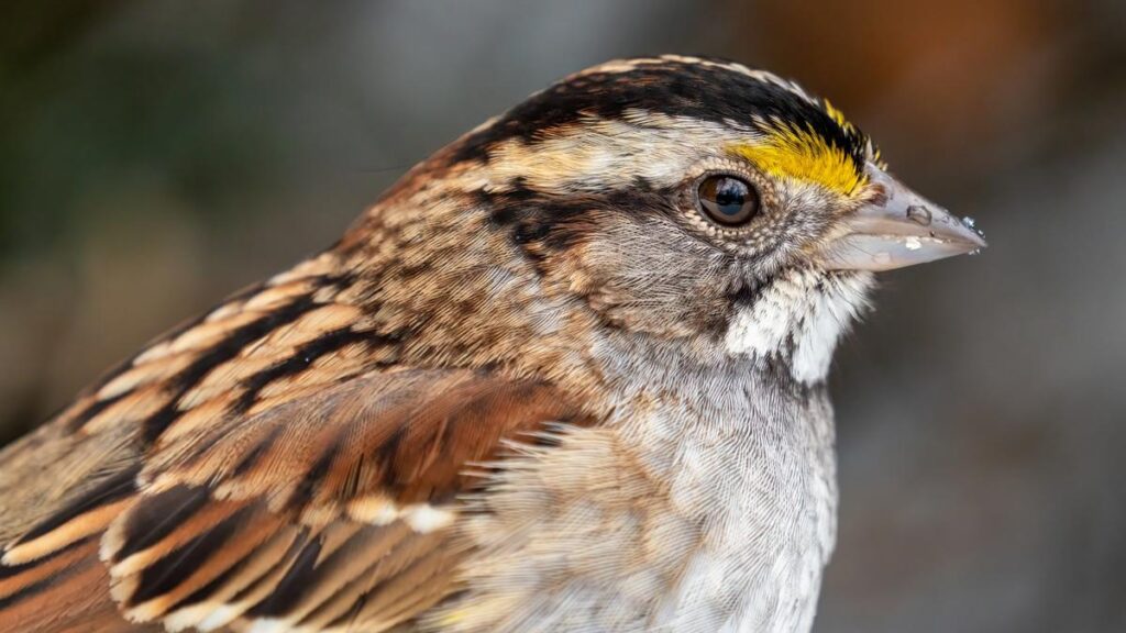 1wWhite-throated_sparrow_in_CP_close_up_02081.jpg