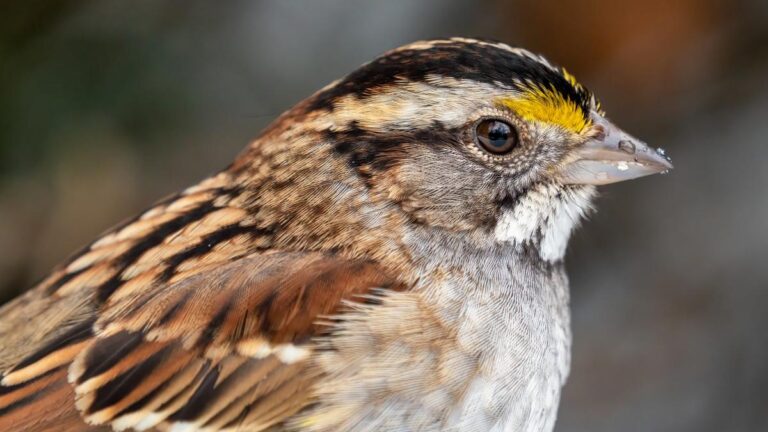 1wWhite-throated_sparrow_in_CP_close_up_02081.jpg