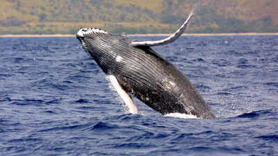 40-ton-humpback-whales-travel-5000-miles-each-year-performing-epic-jumps-and-jaw-dropping-shows.jpg