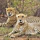 IMG_Namibian_cheetah_Sha_2_1_NDDBAU9O.jpg
