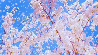 cherry-blossom.jpg