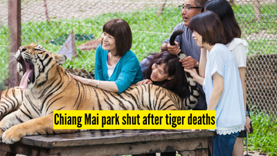 chiang-mai-park-shut-after-tiger-deaths.jpg