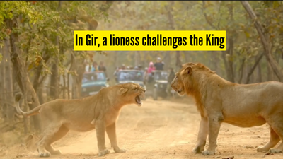 in-gir-a-lioness-challenges-the-king.jpg