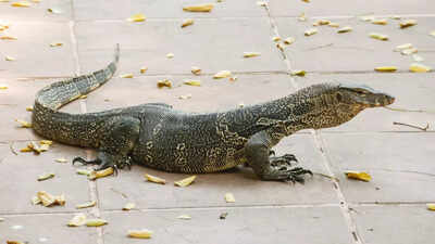 monitor-lizards.jpg