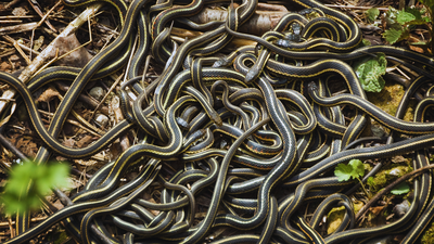 narcisse-snake-dens.jpg