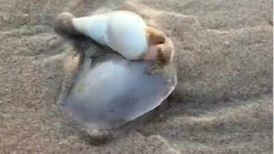 odisha-beaches-turn-into-a-living-spectacle-after-live-sea-snails-appeared-overnight-leaving-locals.jpeg