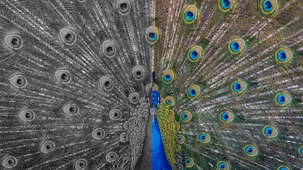 peacock_half_grayscale.jpg