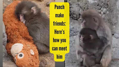 punch-make-friends-heres-how-you-can-meet-him.jpg