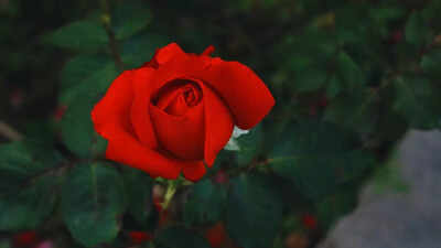 red-rose.jpg