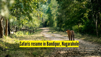 safaris-resume-in-bandipur-nagarahole.jpg