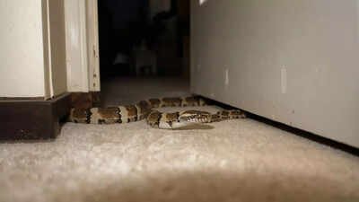 snakes-hiding-spots-in-homes.jpg