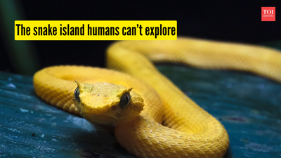 the-snake-island-humans-cant-explore.jpg