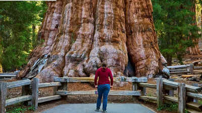 worlds-largest-tree-general-sherman-is-about-2200-years-old-and-its-trunk-weighs-nearly-1400-tonnes.jpeg