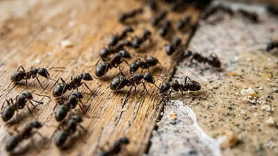 5-homemade-ant-killer-sprays-that-really-work-using-simple-kitchen-ingredients.jpg