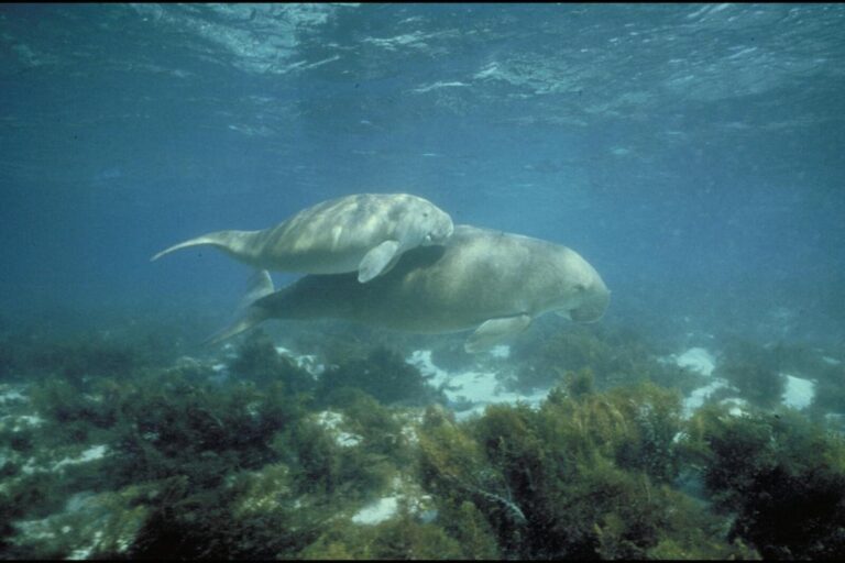 Dugong.jpg