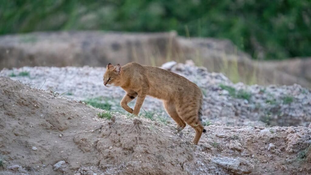 Jungle_cat_moves_warily_51568927948.jpg
