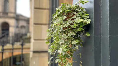 english-ivy-for-indoor-spaces-how-this-simple-plant-spreads-rapidly-adapts-easily-and-remains-a-favo.jpeg