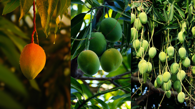 grow-a-mango-tree-in-your-balcony-garden-and-enjoy-the-sweet-fruit-at-home.jpg