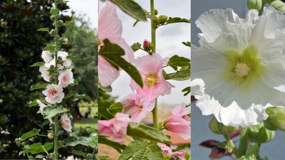 how-to-grow-hollyhock-flowers-at-home-and-achieve-a-vibrant-summer-garden.jpg