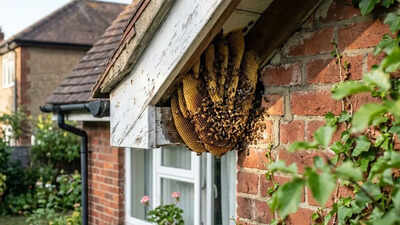 identify-honey-bee-nest-around-home-ai-image-generated-via-google-gemini.jpg