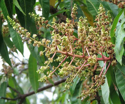 mango-tree-full-of-broom-like-flowers-but-no-fruit-heres-why-its-a-warning-sign.jpg