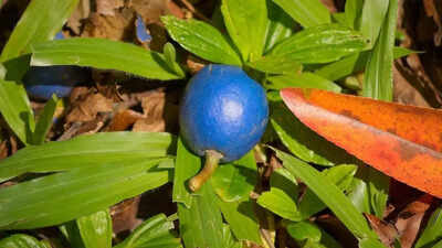 meet-the-blue-quandong-tree-that-grows-the-worlds-only-true-blue-fruit.jpg