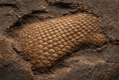 scientists-find-a-289-million-year-old-reptile-skin-fossil-in-an-oklahoma-cave-and-its-rewriting-his.png