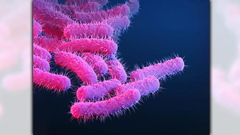 shigella-1184px1.jpeg