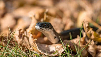 snake-in-your-garden-heres-what-to-do-and-not-do-to-stay-safe-and-avoid-common-mistakes-homeowners-m.jpeg