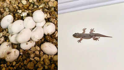 where-do-house-lizards-lay-eggs-inside-homes-image-source-canva.jpg
