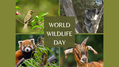 world-wildlife-day.jpg